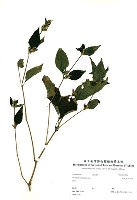 華九頭獅子草藏品圖，第3張
